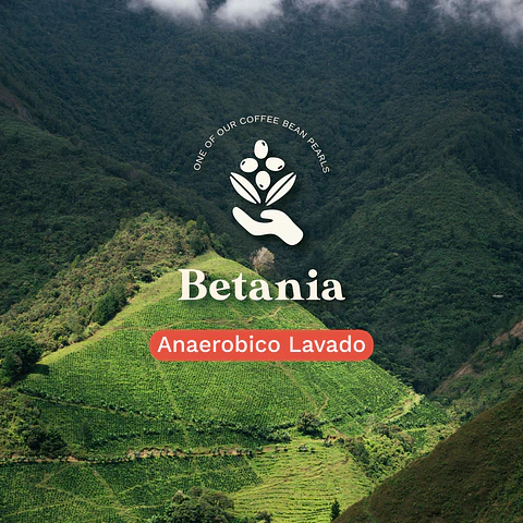 Betania Bourbon Chiroso