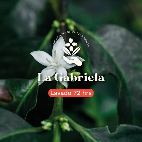 La Gabriela Castillo-Colombia