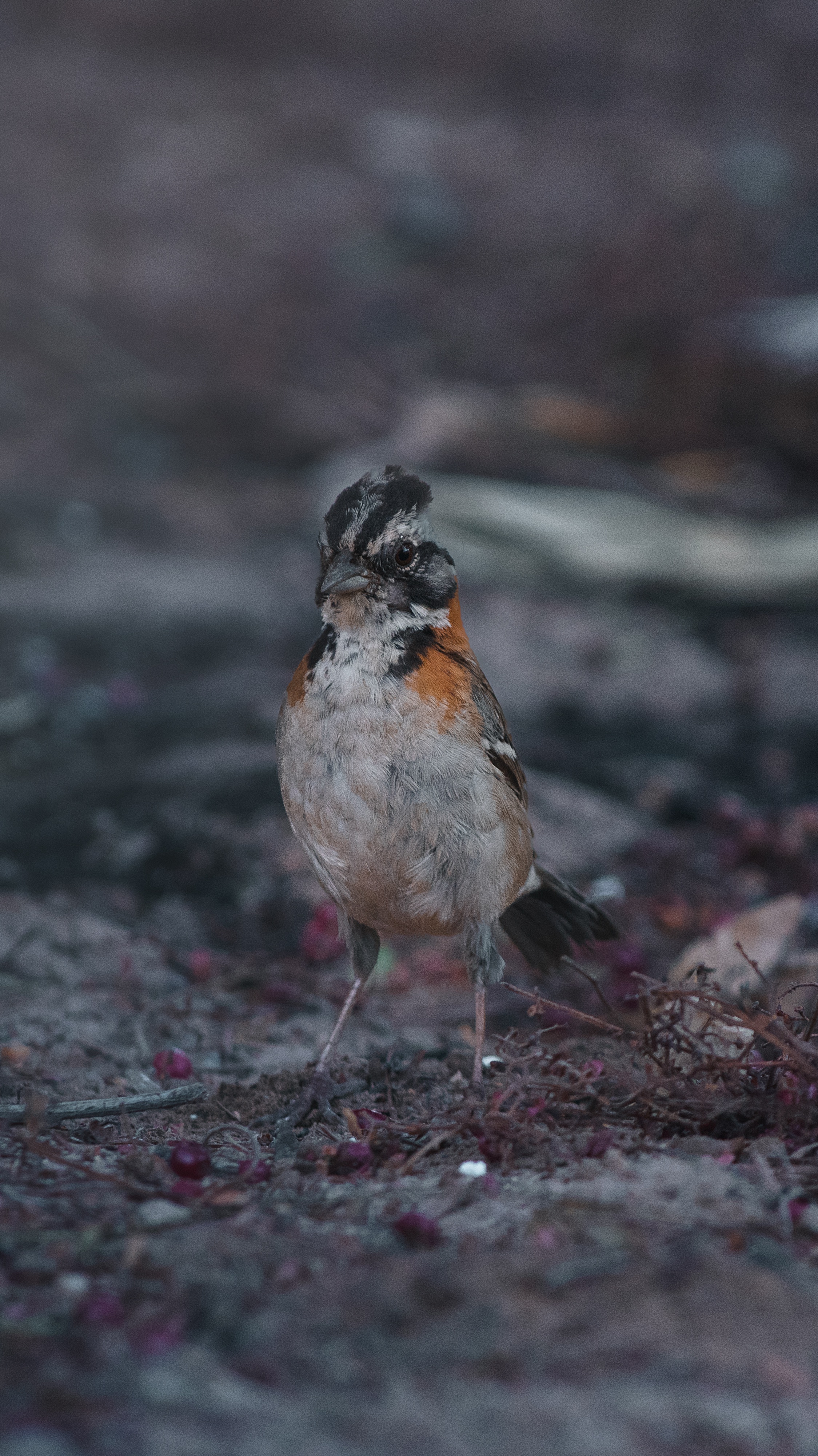 Respondiendo preguntas sobre mi consulta psicológica