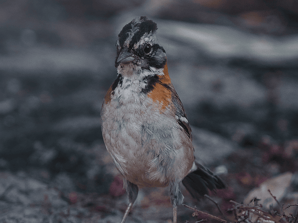 Respondiendo preguntas sobre mi consulta psicológica