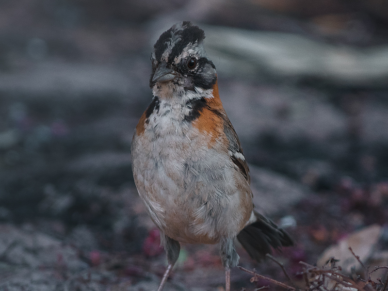 Respondiendo preguntas sobre mi consulta psicológica
