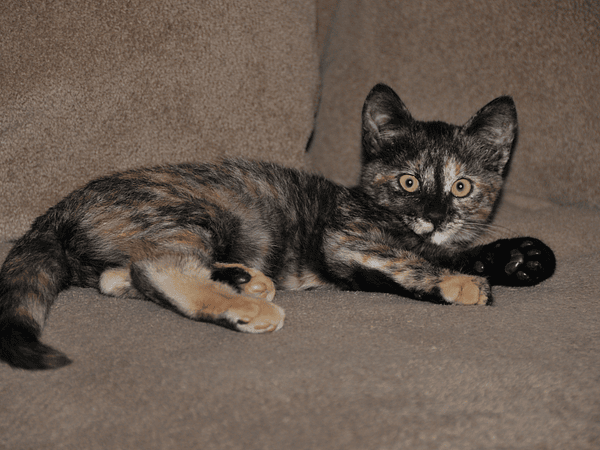 Video Blogs de Cami Mora