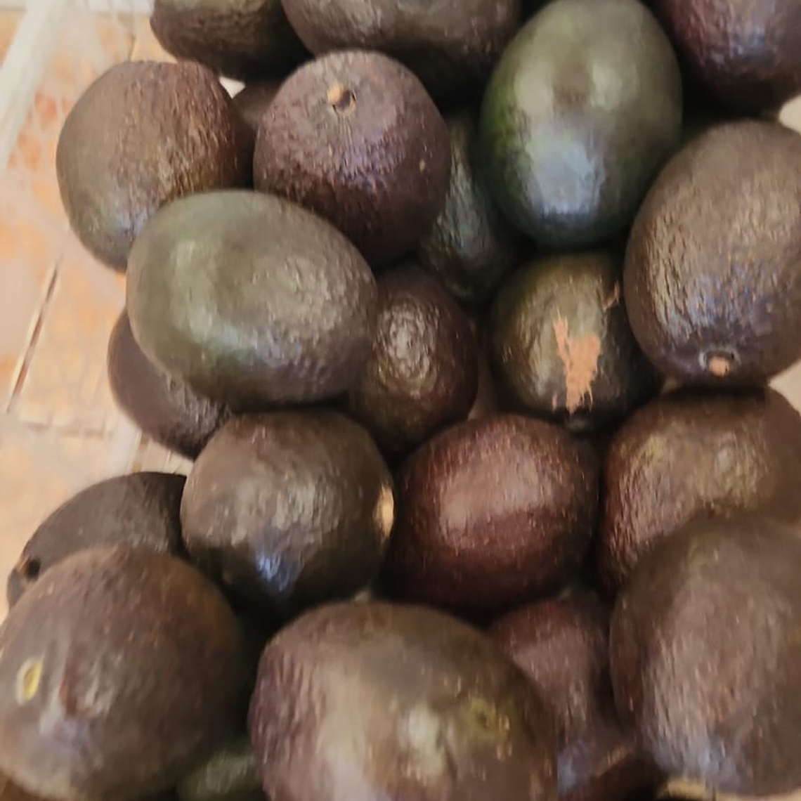 Palta Hass 2