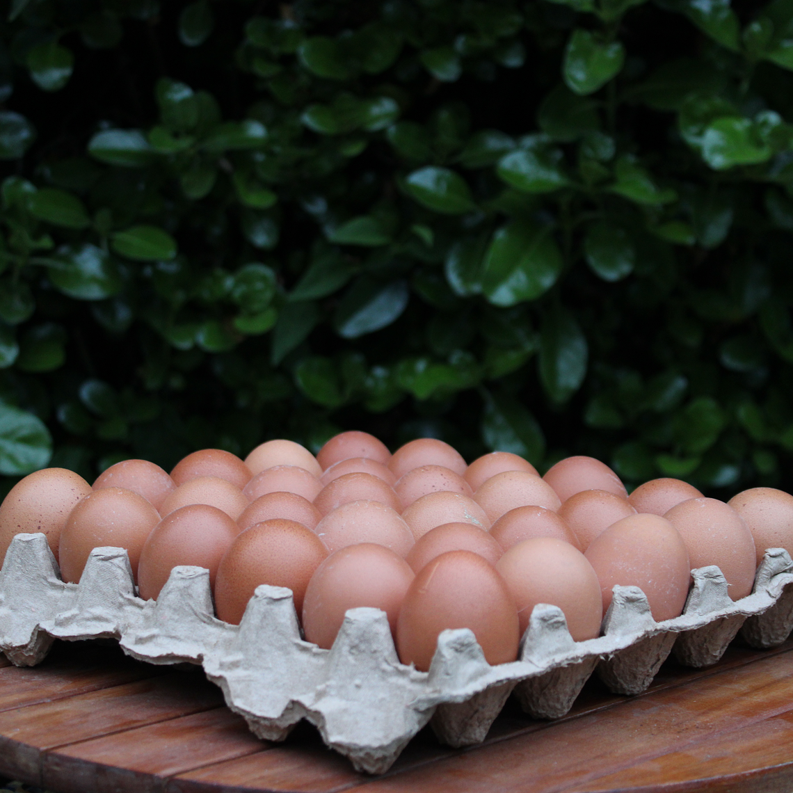 Huevos Color - Tamaño Extra 1