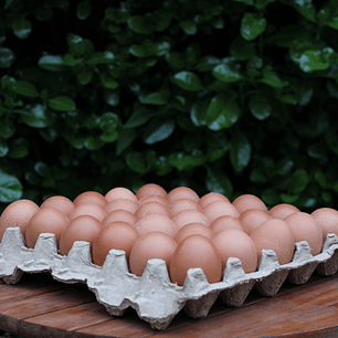 Huevos Color - Tamaño Extra