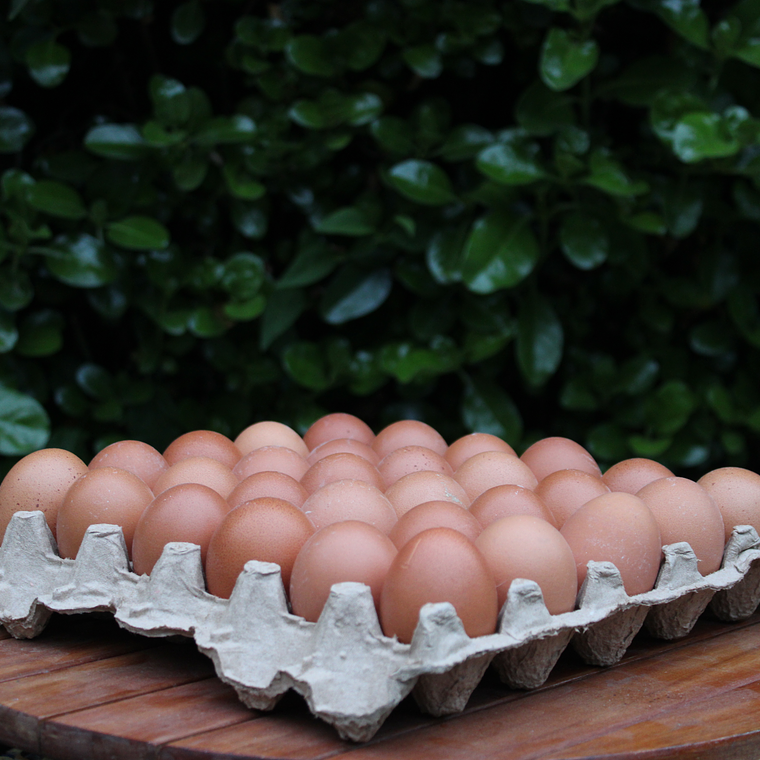 Huevos Color - Tamaño Extra 1