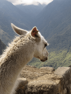 Machu Pichu