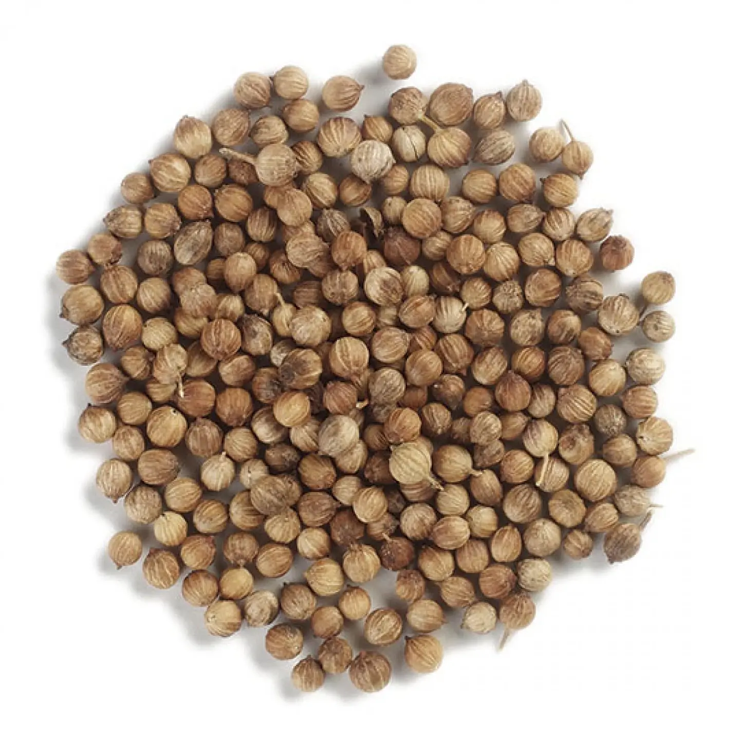 Semilla de Cilantro 1