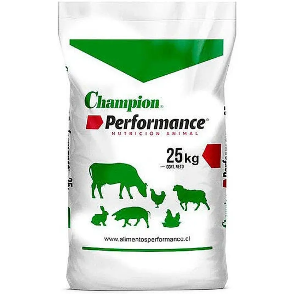 Pollita Champion 1