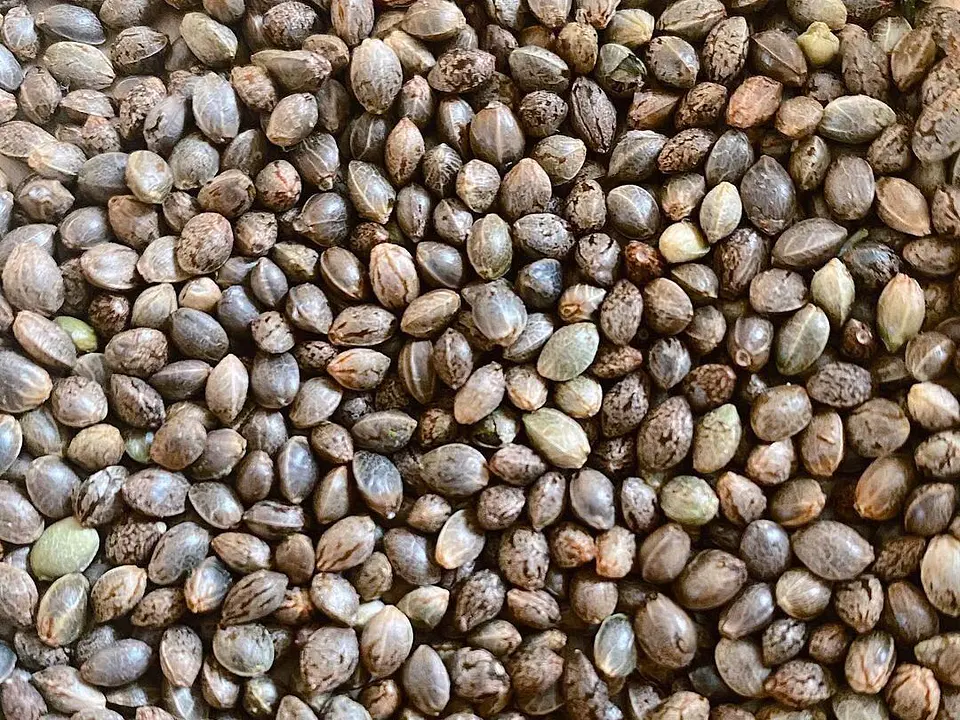 Semilla de Cáñamo 1