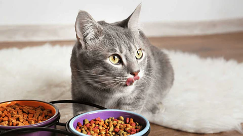Coctel gato