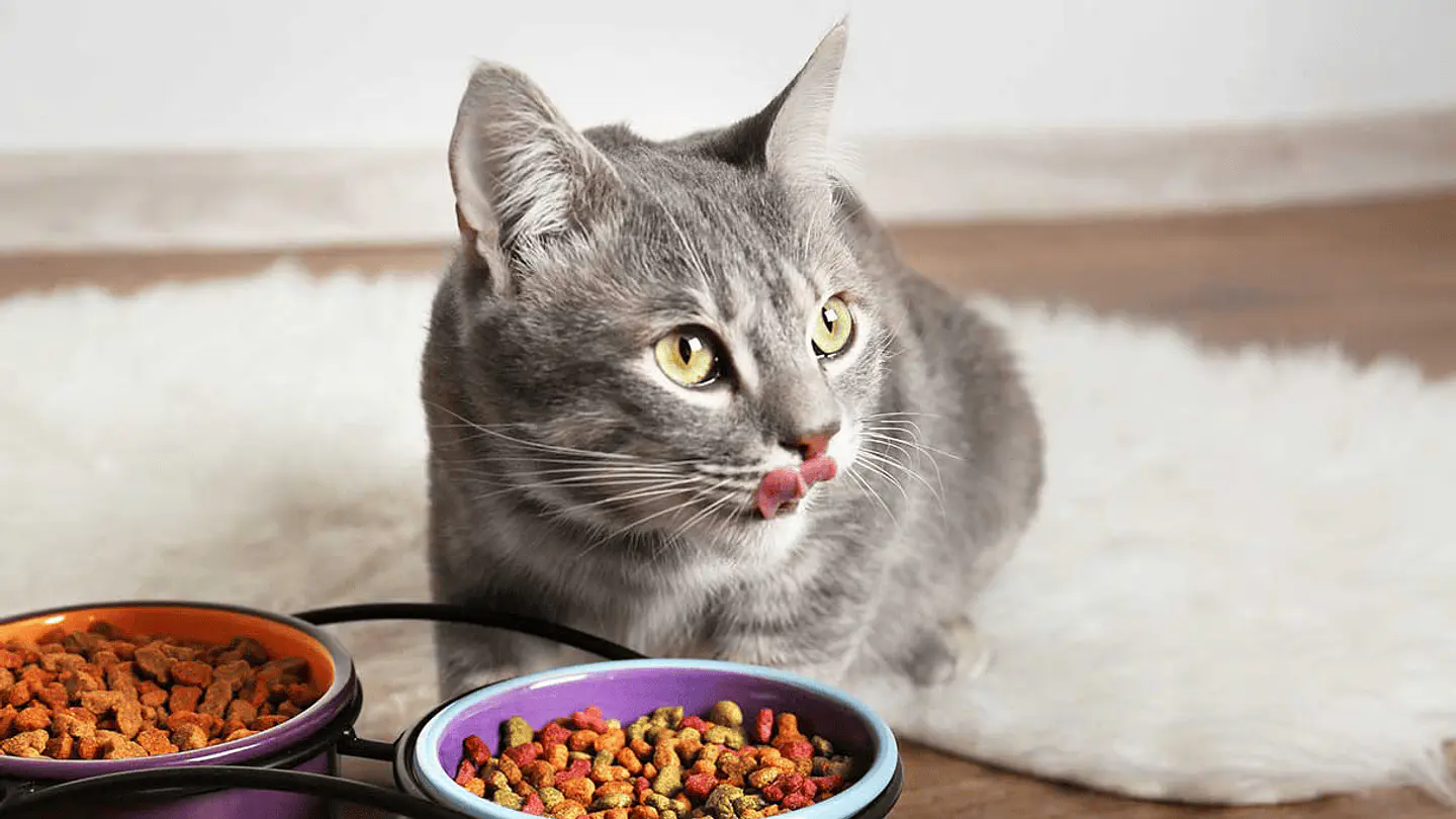 Coctel gato 1