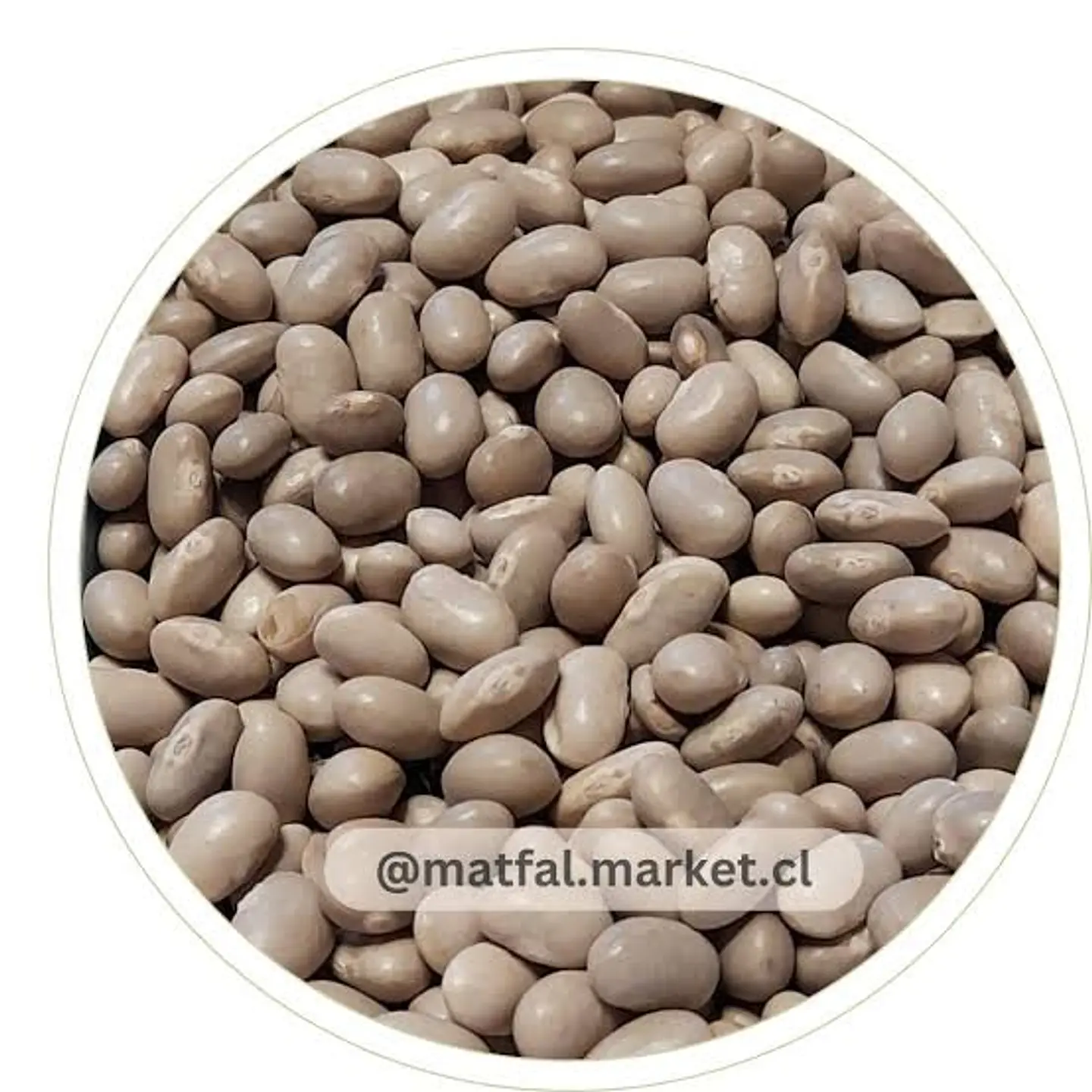 Porotos Tórtola (Burro) 1