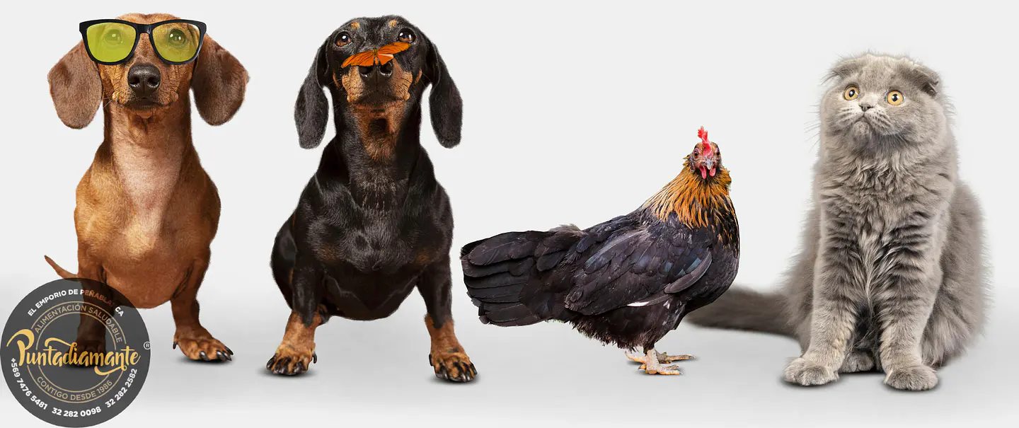 Mascotas
