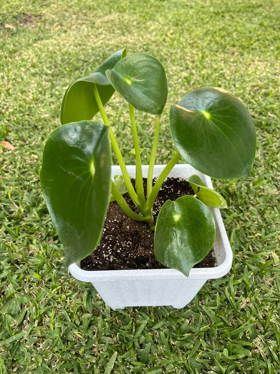 Cucharita (peperomia polybotrya) 2