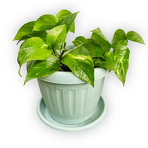 Pothos (Epipremnum aureum)