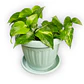 Pothos (Epipremnum aureum) - Miniatura 1