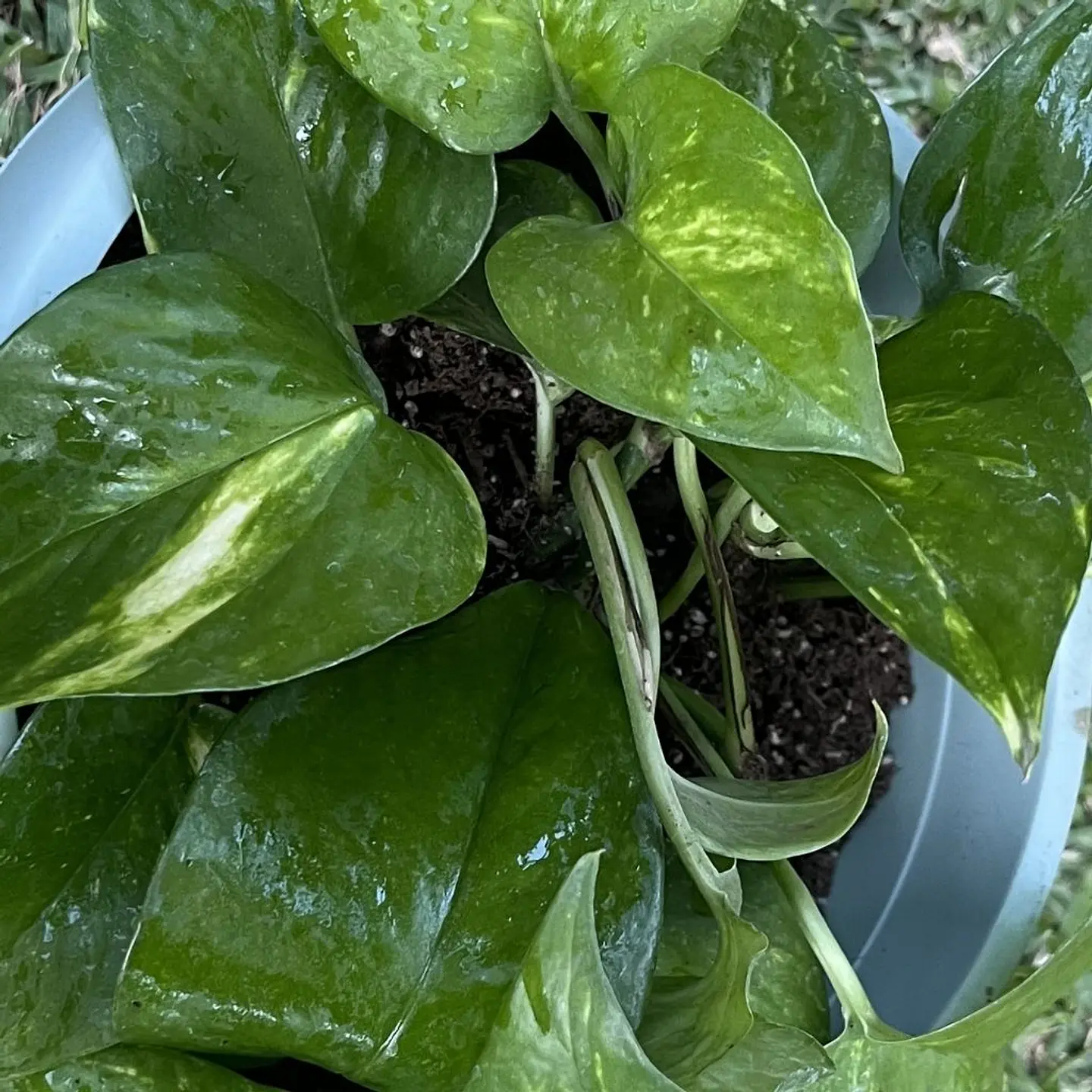 Pothos (Epipremnum aureum) 2