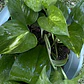 Pothos (Epipremnum aureum) - Miniatura 2