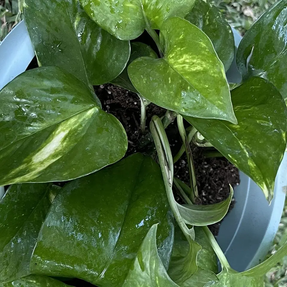 Pothos (Epipremnum aureum) 2