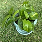 Pothos (Epipremnum aureum) - Miniatura 3