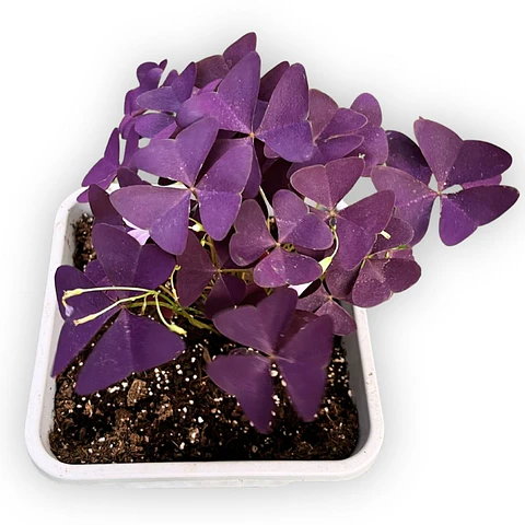 Oxalis (Oxalis triangularis)