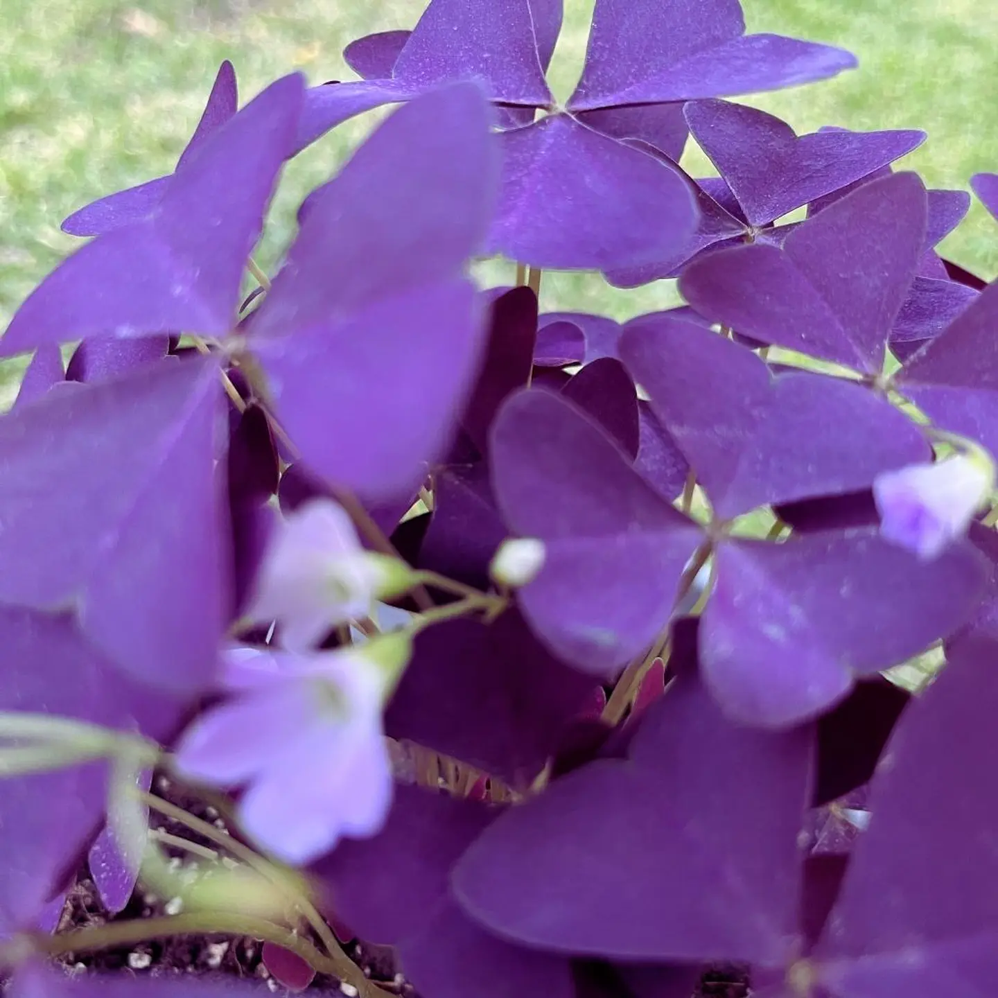 Oxalis (Oxalis triangularis) 2