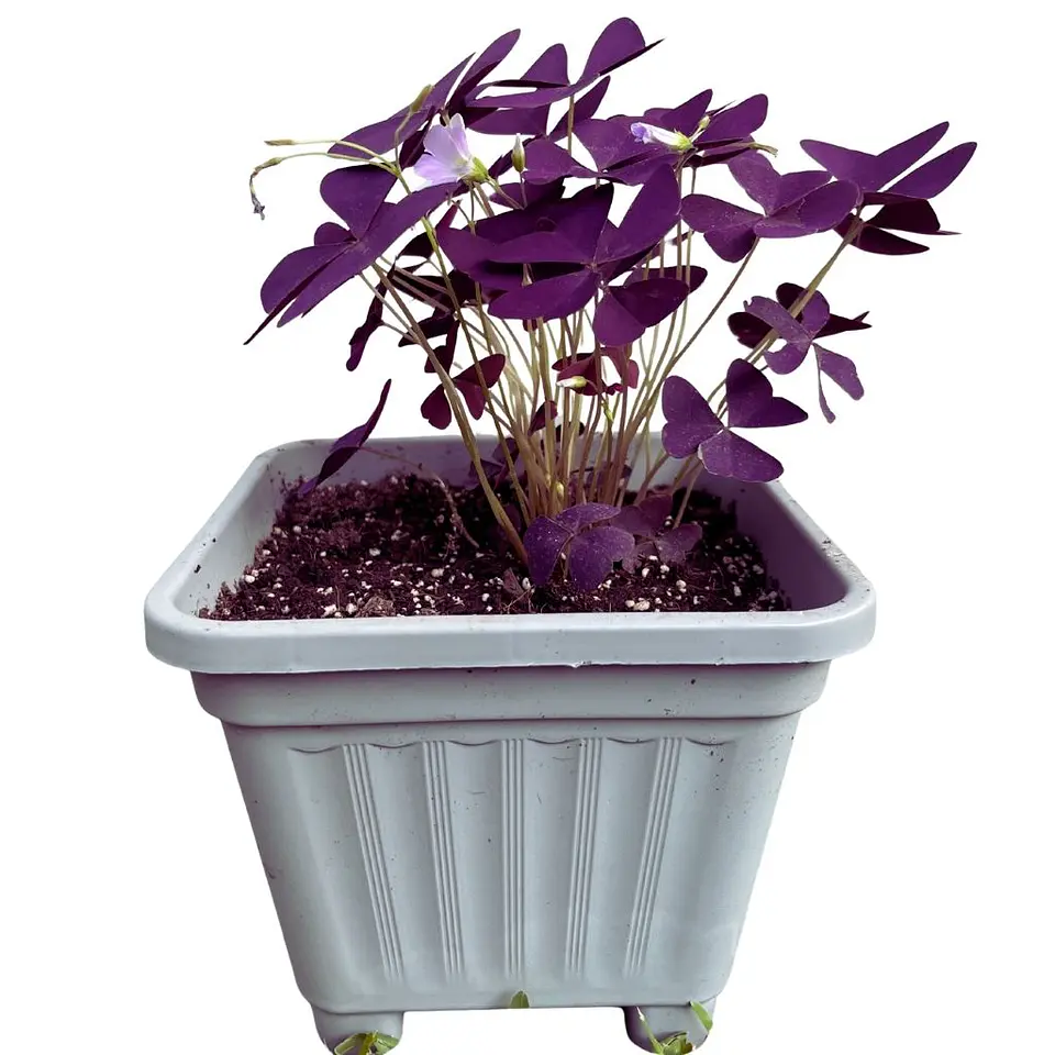 Oxalis (Oxalis triangularis) 3