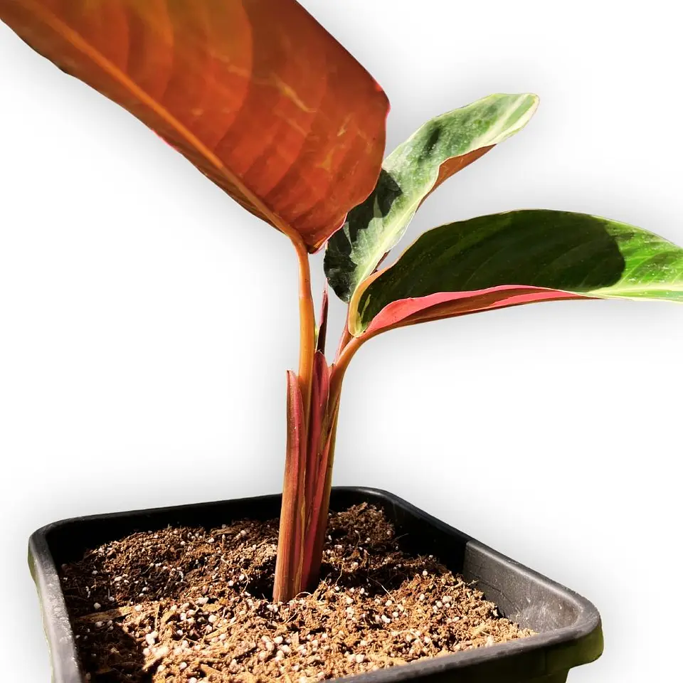 Stromanthe Sanguinea 1