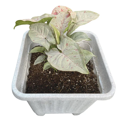  Singonio Milk Confeti (Syngonium podophyllum 'Confetti')