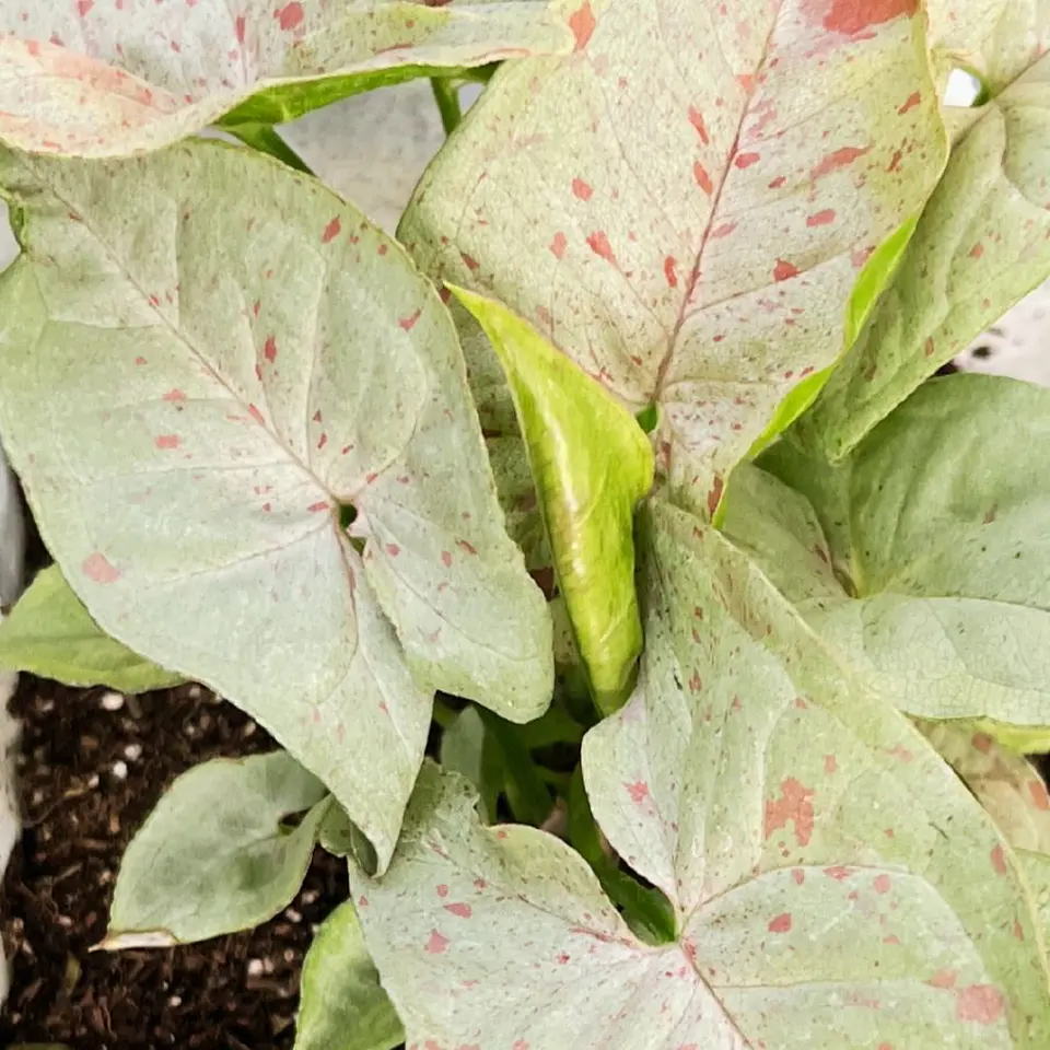  Singonio Milk Confeti (Syngonium podophyllum 'Confetti') 2