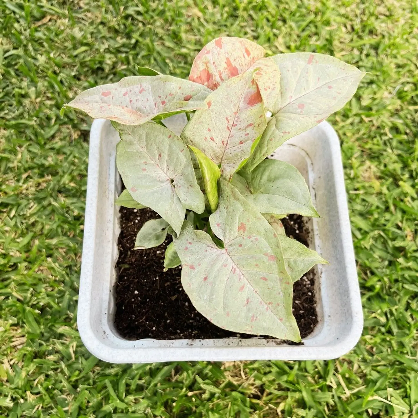  Singonio Milk Confeti (Syngonium podophyllum 'Confetti') 3