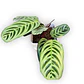 Maranta Setosa - Miniatura 3