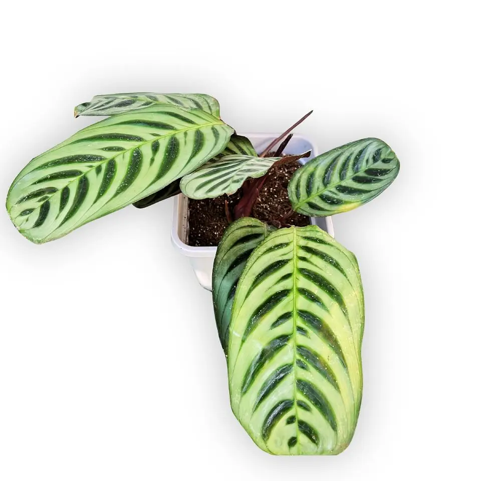Maranta Setosa 3