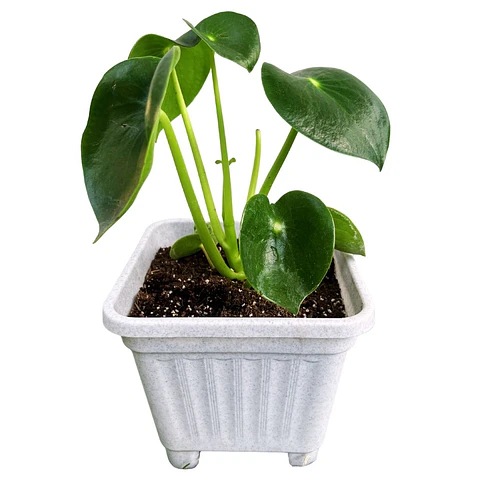 Cucharita (peperomia polybotrya)