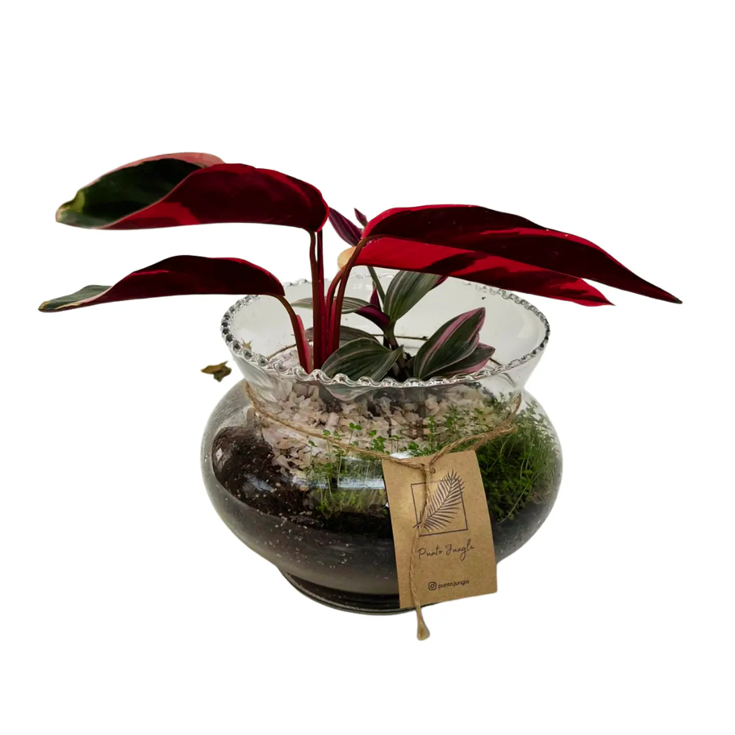 Terrario Stromanthe & Tradescantia 1