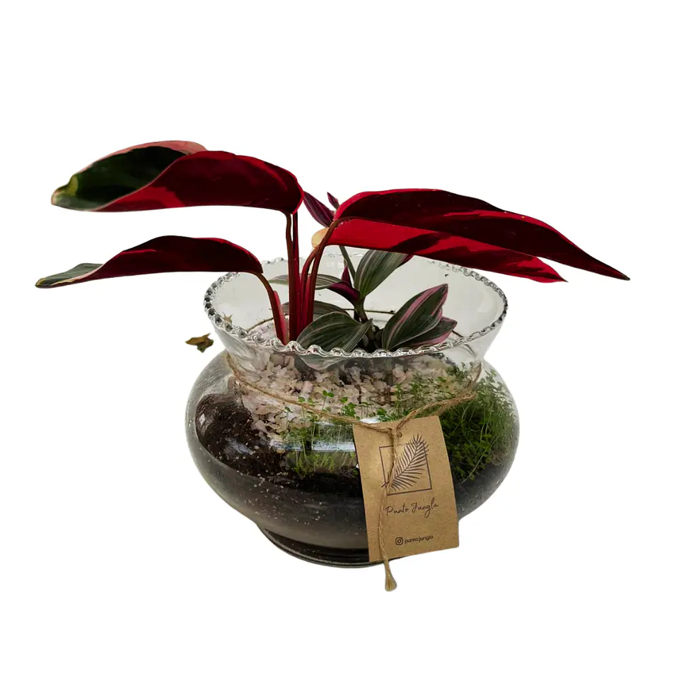 Terrario Stromanthe & Tradescantia 1