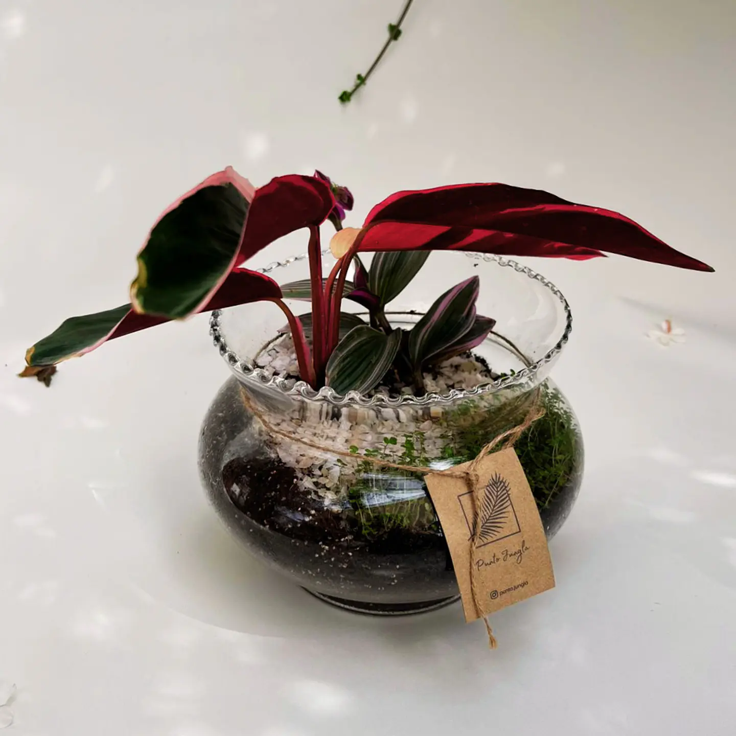 Terrario Stromanthe & Tradescantia 2