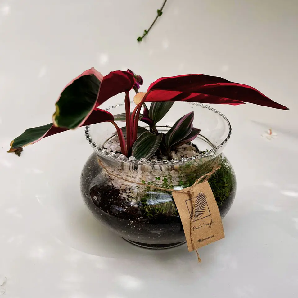 Terrario Stromanthe & Tradescantia 2