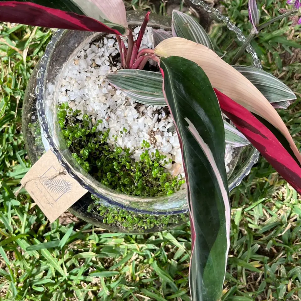 Terrario Stromanthe & Tradescantia 3