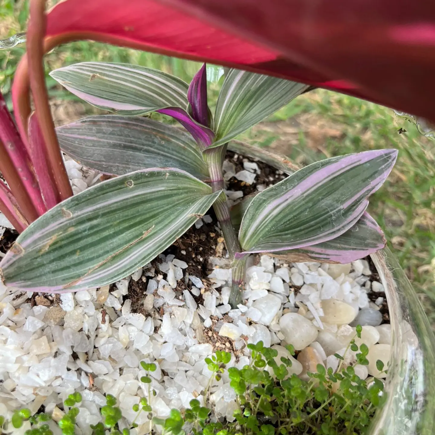 Terrario Stromanthe & Tradescantia 4