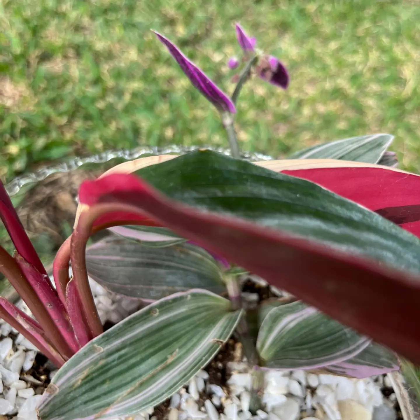 Terrario Stromanthe & Tradescantia 5