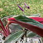 Terrario Stromanthe & Tradescantia - Miniatura 5