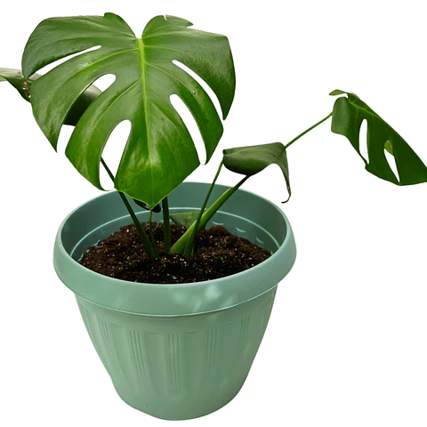 Monstera Deliciosa