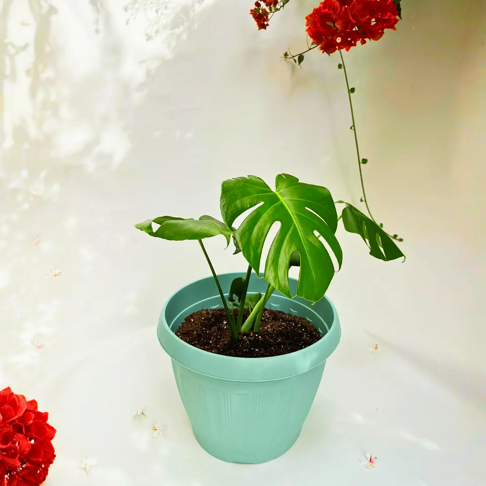 Monstera Deliciosa 2