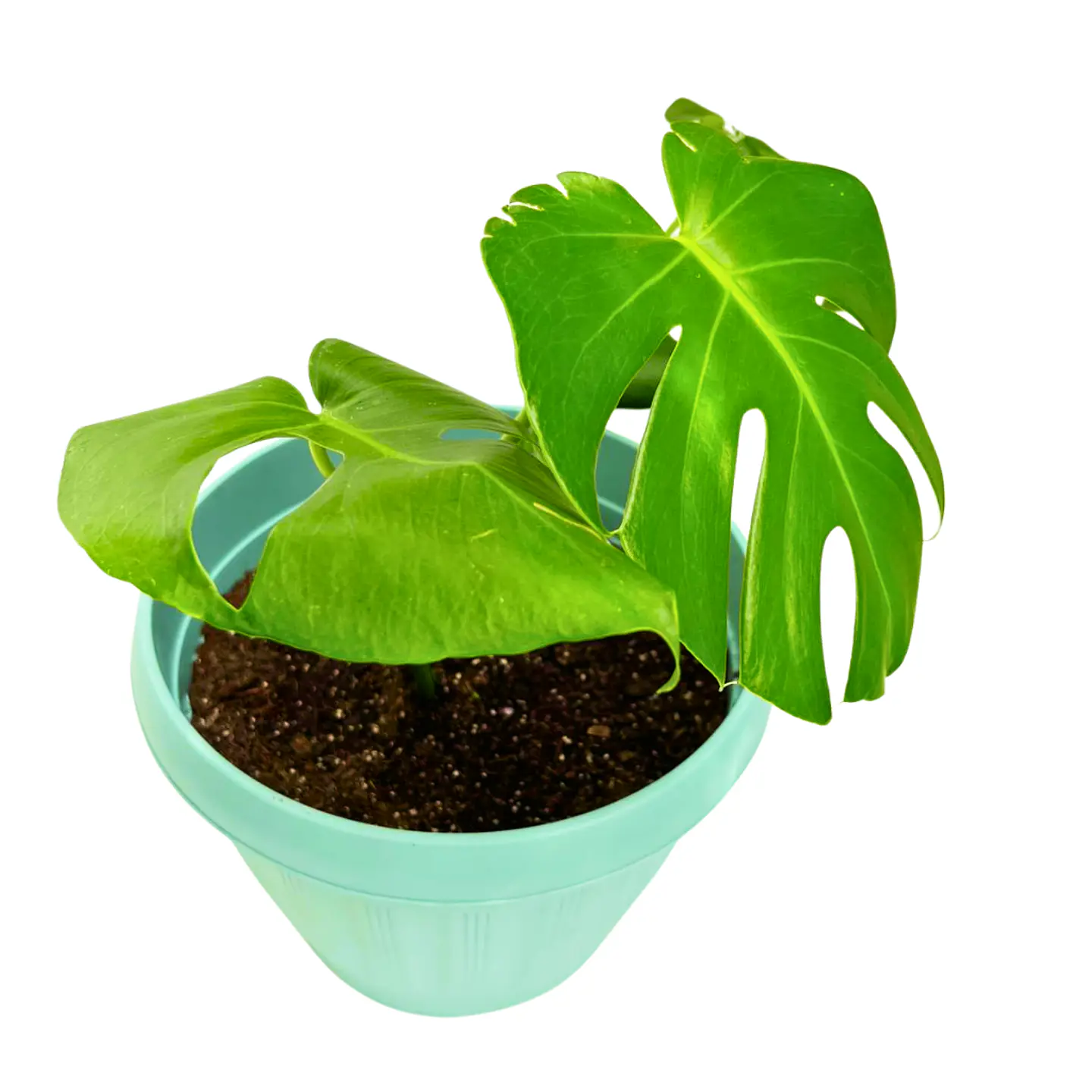 Monstera Deliciosa 3