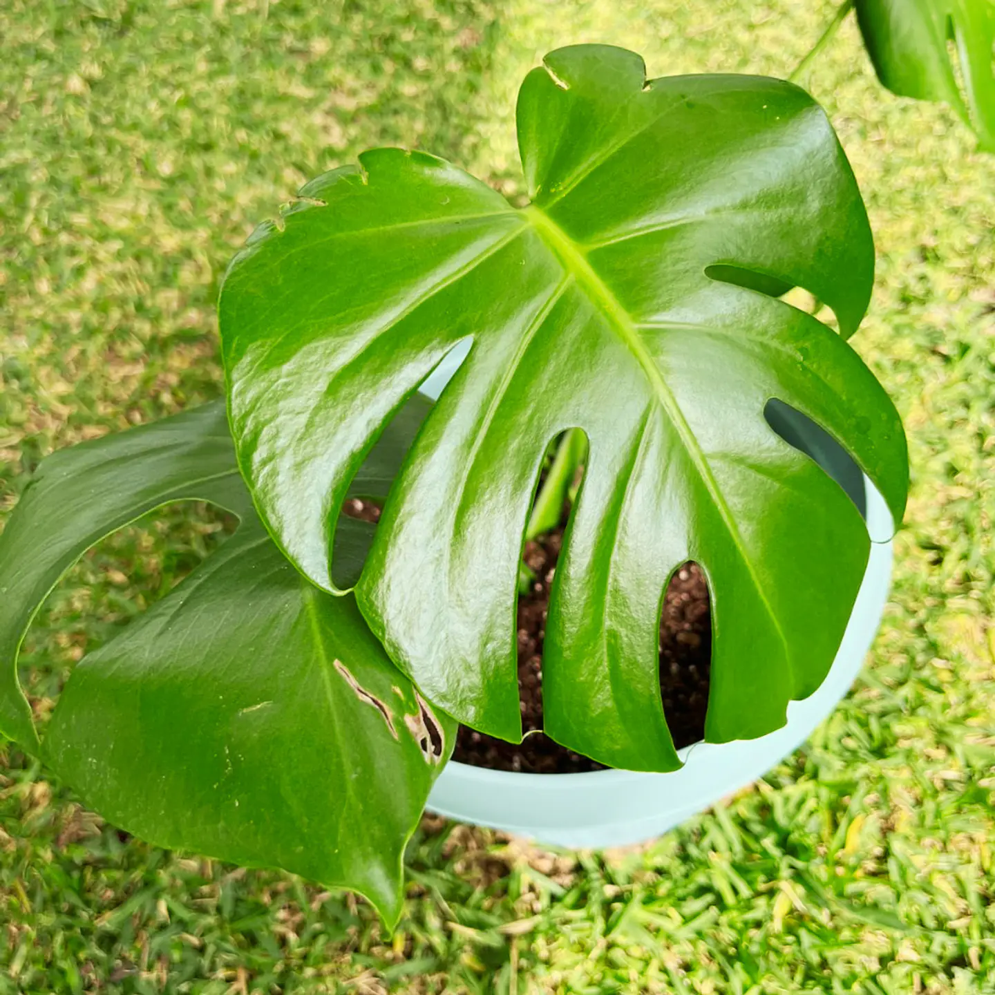 Monstera Deliciosa 4