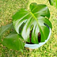Monstera Deliciosa - Miniatura 4