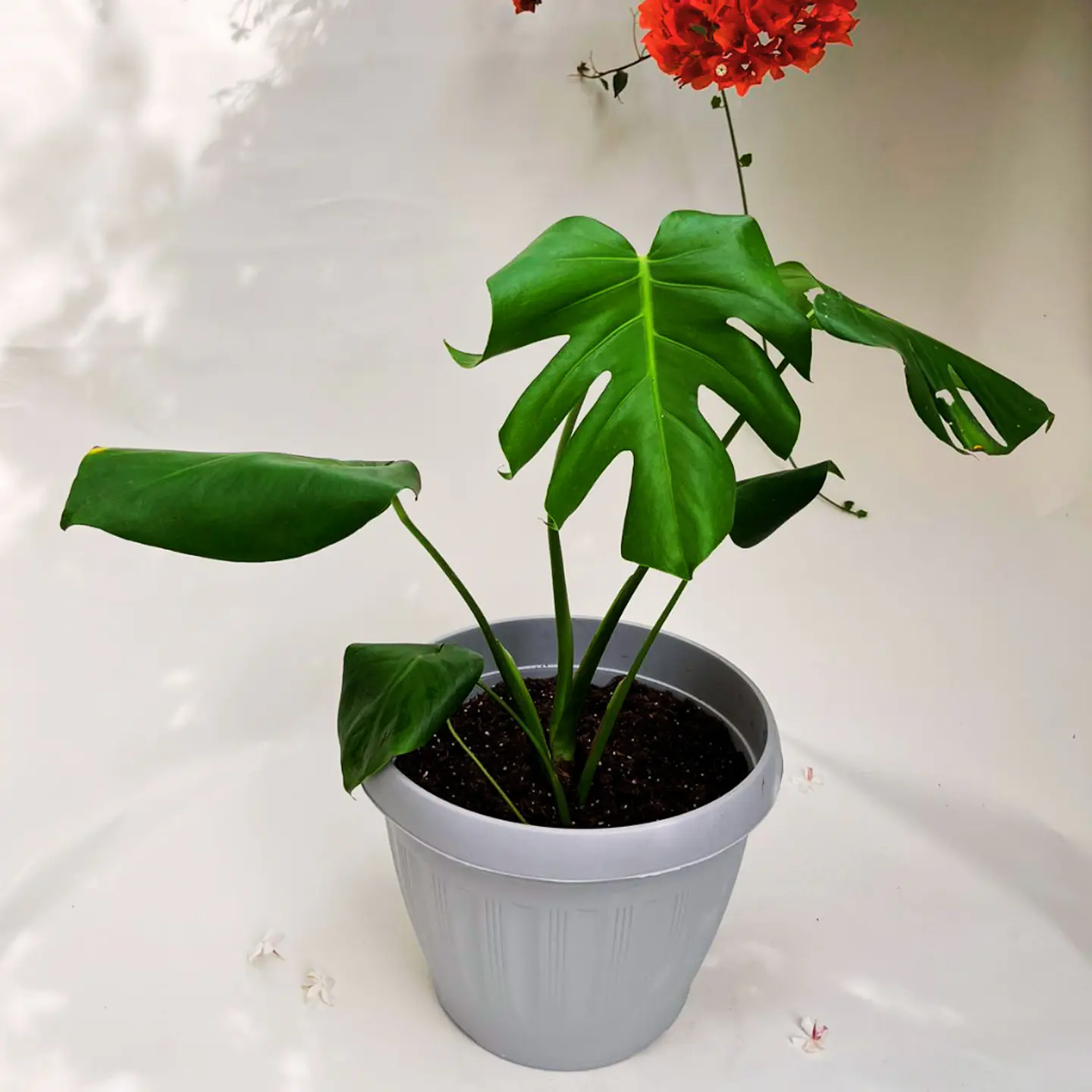 Monstera Deliciosa 2