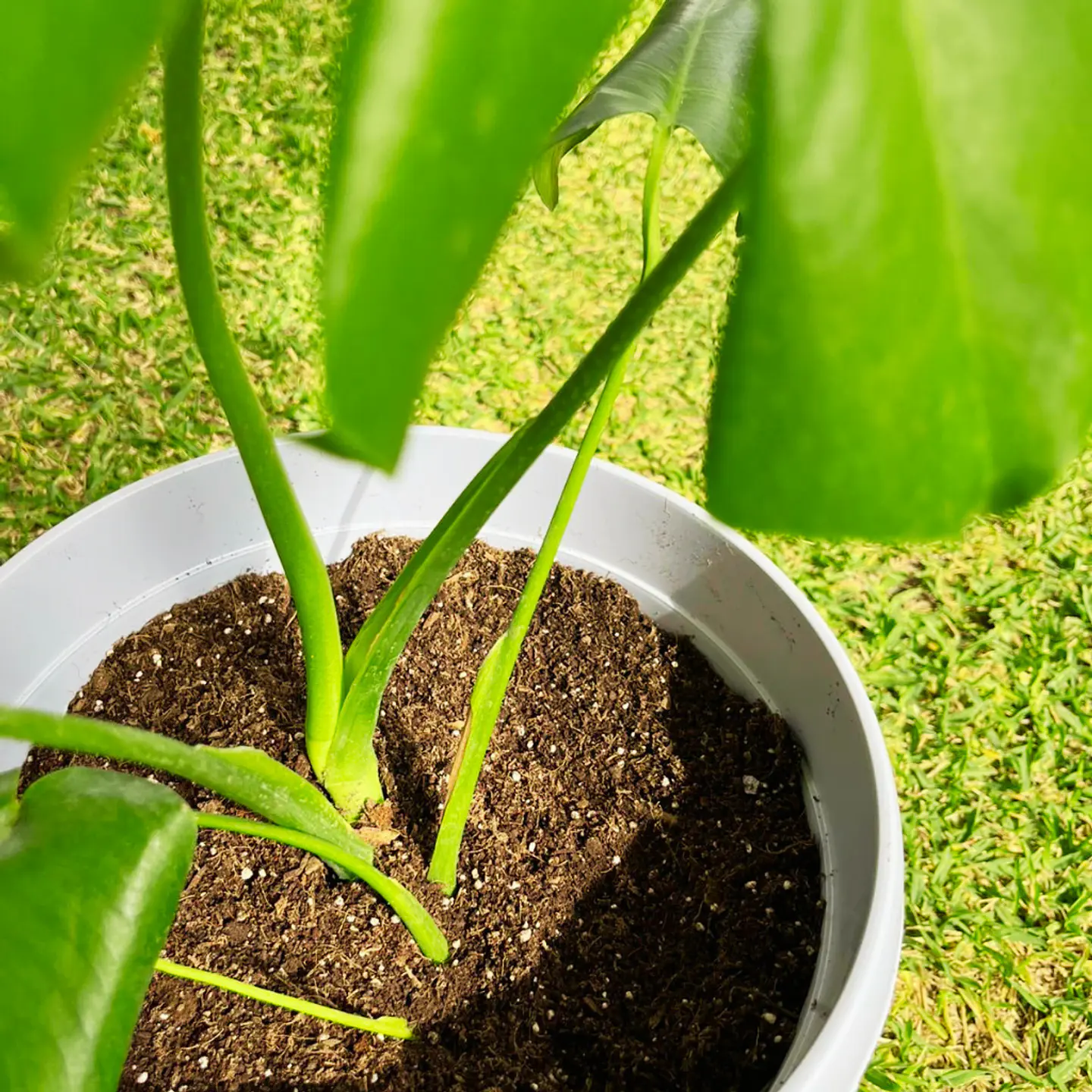 Monstera Deliciosa 4